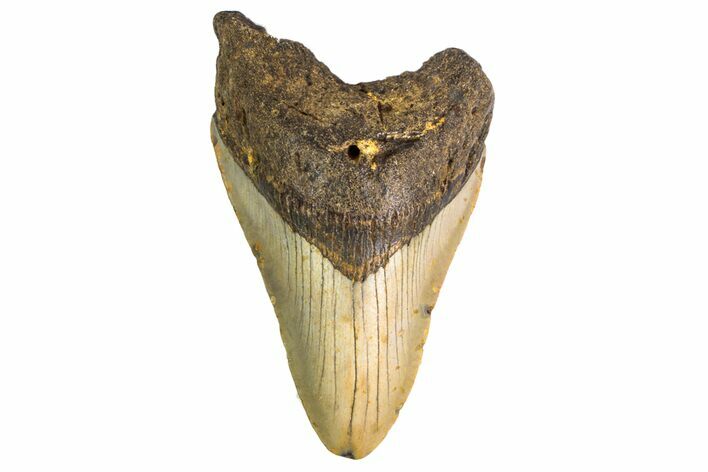 Fossil Megalodon Tooth - North Carolina #147786